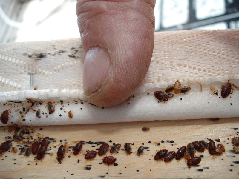 Professional Bed bug Exterminators Might Take Proper proper care of Your Problem Rapidly