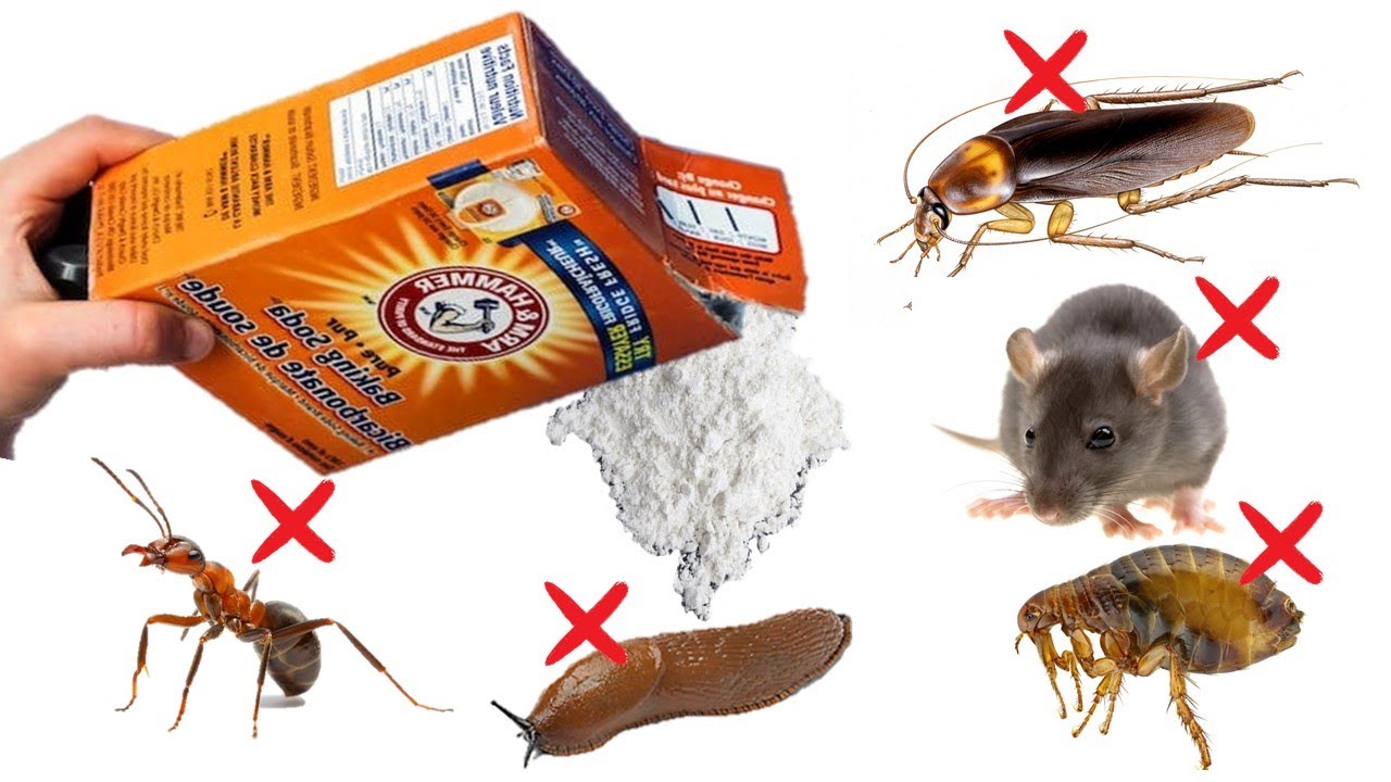 How To Kill Mice And Roaches With Household Ingredients Home